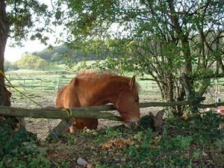  Club Equestre de Change 